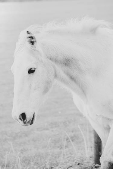 Print of Horse Photography by Giacomo Giannelli