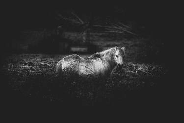 Original Fine Art Horse Photography by Giacomo Giannelli