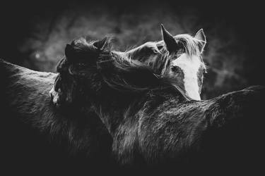 Original Minimalism Horse Photography by Giacomo Giannelli