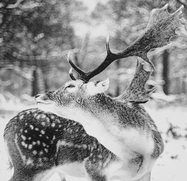 Winter Deer (Extra Large Size) thumb