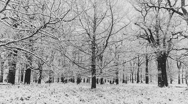 Print of Fine Art Tree Photography by Giacomo Giannelli