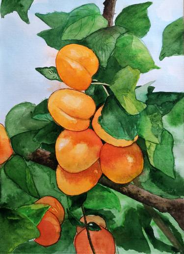ripe apricots thumb