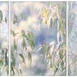 Soft Rain by Tanya Ogilvie-White