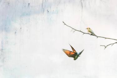 Swooping Bee-eater thumb