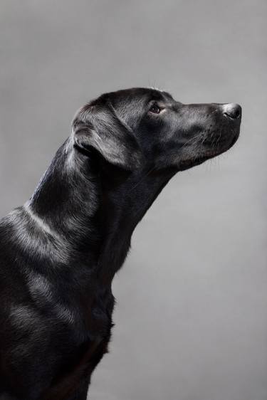 Original Fine Art Dogs Photography by Betsie Van Der Meer