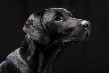 Original Fine Art Dogs Photography by Betsie Van Der Meer