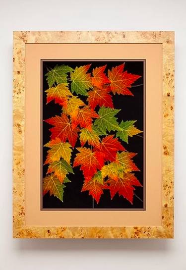 Leaf Lines 18x24 Red Maple Shadowbox thumb