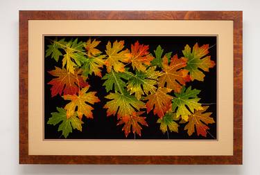 Leaf Lines 24x36 Big Leaf Maple thumb