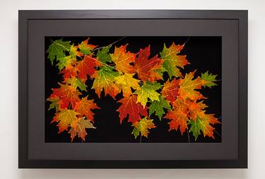 Leaf Lines 24x36 Big Leaf Maple Shadowbox thumb