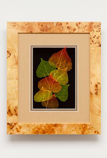 Leaf Lines 5x7 Aspen Leaf Shadowbox thumb