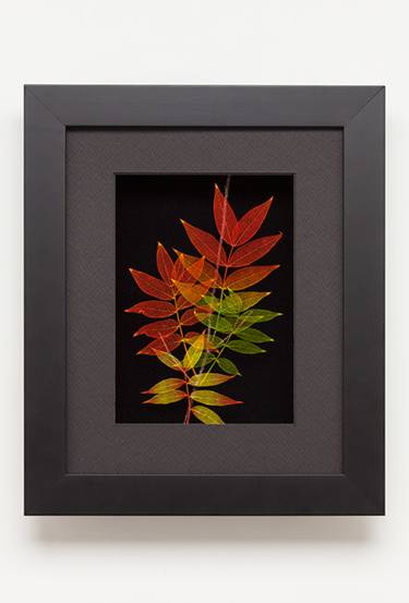 Leaf Lines 5x7 Chines Pistache Shadowbox thumb