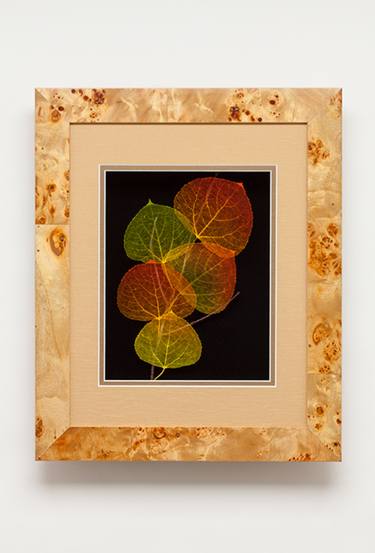 Leaf Lines 11x14 Aspen Shadowbox - Limited Edition of 200 thumb