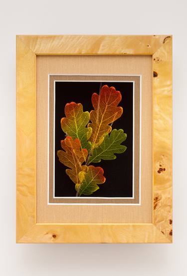 Leaf Lines 11x4 Oak Leaf Shadowbox - Limited Edition of 200 thumb
