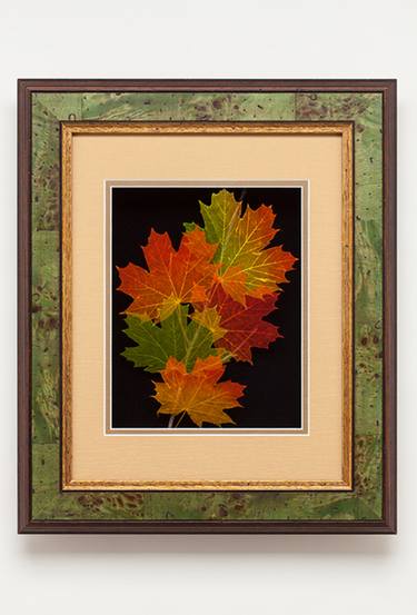 Leaf Lines 11x14 Norway Maple Shadowbox - Limited Edition of 200 thumb