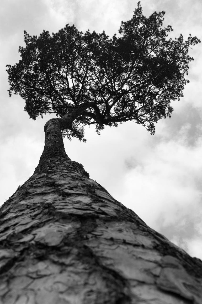Original Minimalism Tree Photography by Jelena Belous
