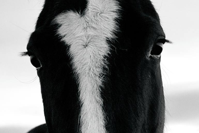 Original Conceptual Animal Photography by Jelena Belous