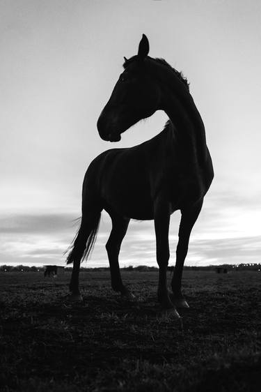 Original Conceptual Horse Photography by Jelena Belous