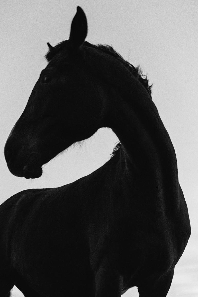 Original Conceptual Horse Photography by Jelena Belous