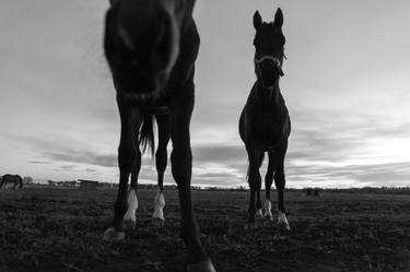 Original Conceptual Horse Photography by Jelena Belous