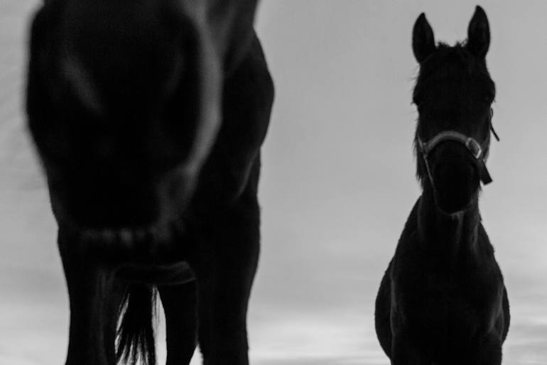 Original Conceptual Horse Photography by Jelena Belous