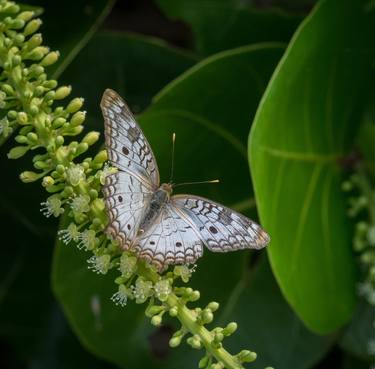 Vision of Nature "Papillon de Guadeloupe I" thumb