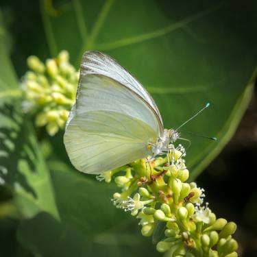 Vision of Nature "Papillon de Guadeloupe II" thumb