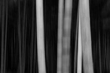 Vision of the world "Bamboo Forest" Award Winning Photo - Limited Edition of 5 thumb