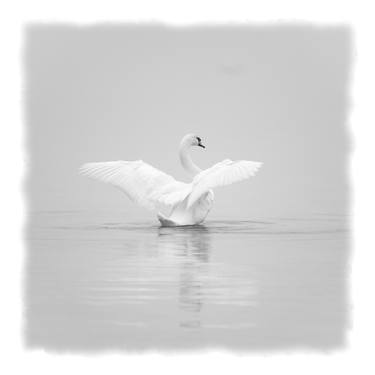 Vision of Nature "Swam in the fog" - Limited Edition of 5 image