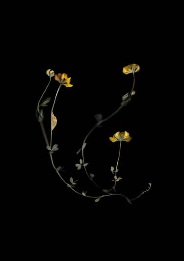 Original Fine Art Botanic Photography by Francesca Wilkinson