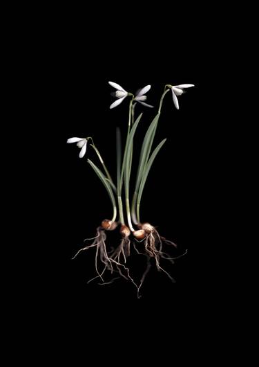 Original Botanic Photography by Francesca Wilkinson