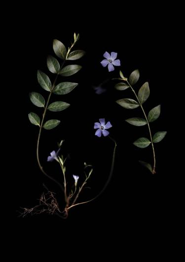 Original Botanic Photography by Francesca Wilkinson