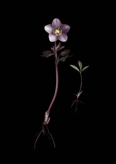 Original Fine Art Botanic Photography by Francesca Wilkinson