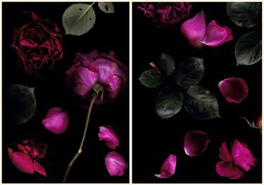 Original Botanic Photography by Francesca Wilkinson