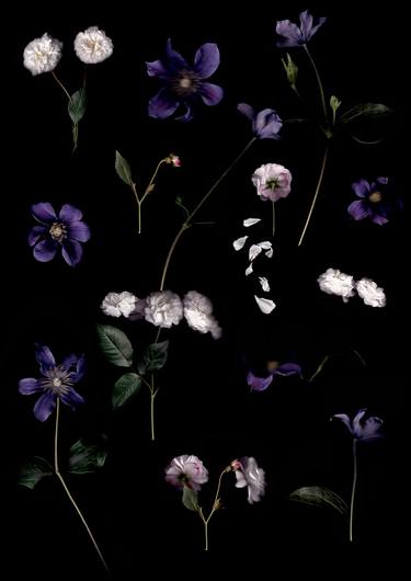 Original Fine Art Botanic Photography by Francesca Wilkinson