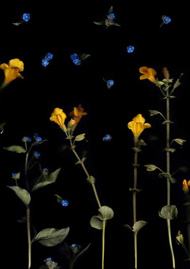 Original Botanic Photography by Francesca Wilkinson