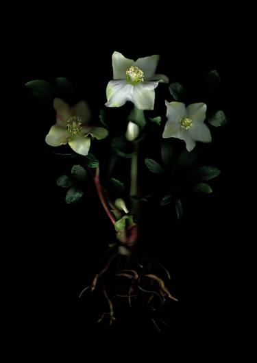 Original Botanic Photography by Francesca Wilkinson