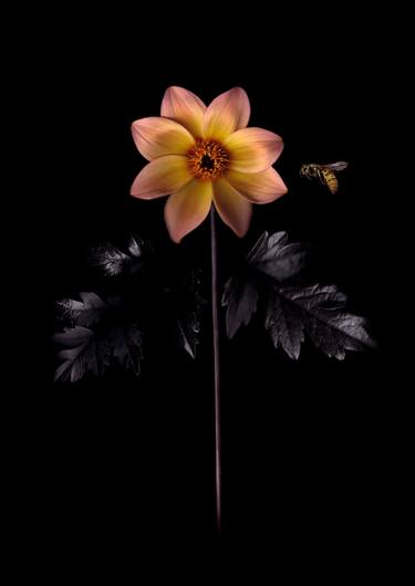 Original Botanic Photography by Francesca Wilkinson