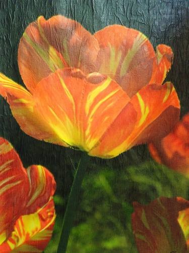 Print of Figurative Floral Photography by James R Lane