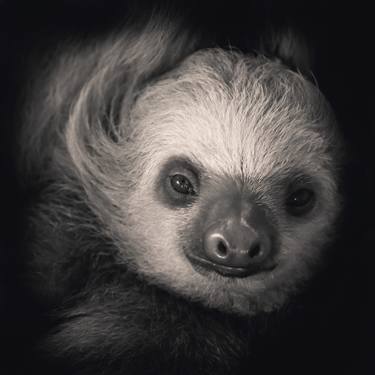 Original Fine Art Animal Photography by Charlie Page
