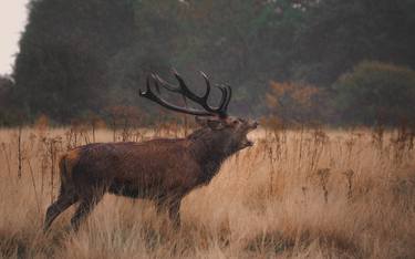 Original Portraiture Animal Photography by Charlie Page