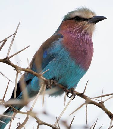 Print of Animal Photography by Lawrence Sherman