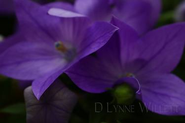 Original Contemporary Floral Photography by D Lynne Willett