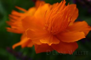 Original Fine Art Botanic Photography by D Lynne Willett