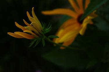 Original Fine Art Floral Photography by D Lynne Willett