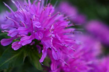 Original Portraiture Floral Photography by D Lynne Willett