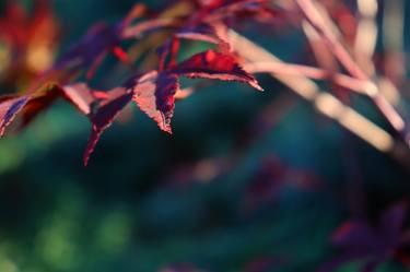 Original Classicism Floral Photography by D Lynne Willett