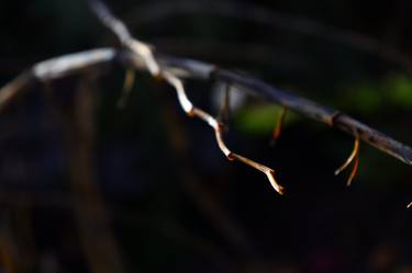 Original Abstract Expressionism Floral Photography by D Lynne Willett
