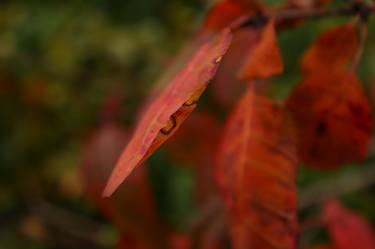Original Abstract Expressionism Botanic Photography by D Lynne Willett