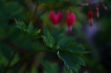 Original Photorealism Floral Photography by D Lynne Willett