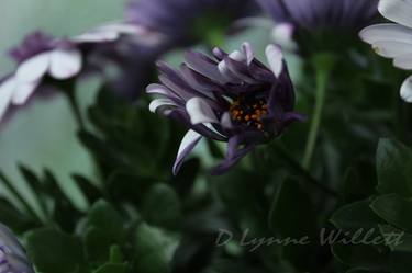 Original Abstract Floral Photography by D Lynne Willett